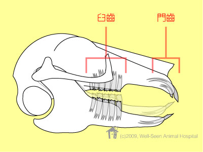 冬瓜粥粥